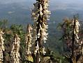 Plantain Coleus